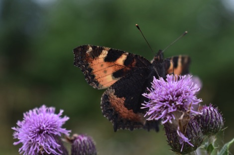 Tortoiseshell on thistle